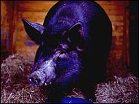 _40201077_blackpig203.jpg