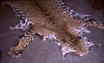 dead-jaguar-skin-2.jpg