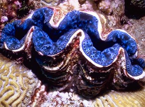 giant-clam.jpg