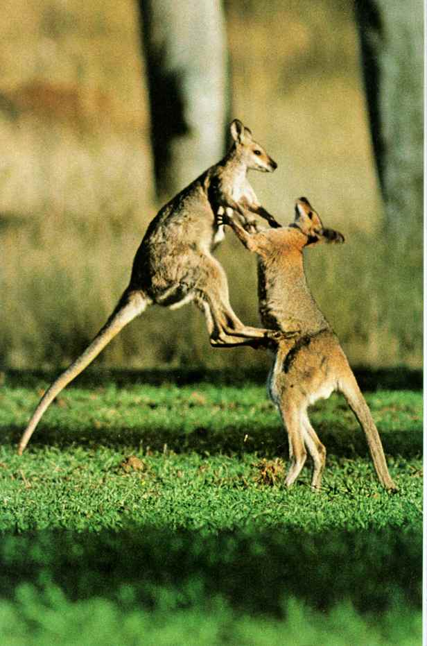 kangaroo06-Fighting-JumpingKick.JPG