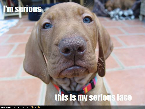 loldogs-funny-dog-pictures-im-seriousthis-is-my-serious-face.jpg