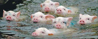 swim_piggy_swim_.jpg