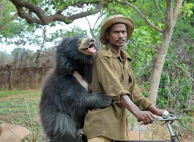 Funny+bear+on+bikes2.jpg