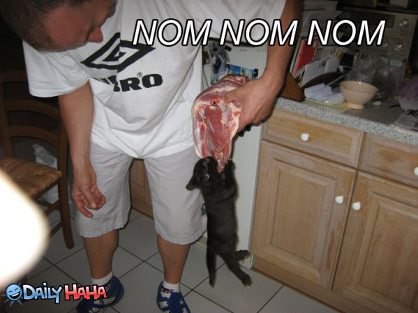 nomnom_cat_steak.jpg