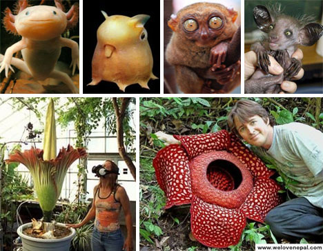 worlds-weirdest-animals-and-plants.jpg