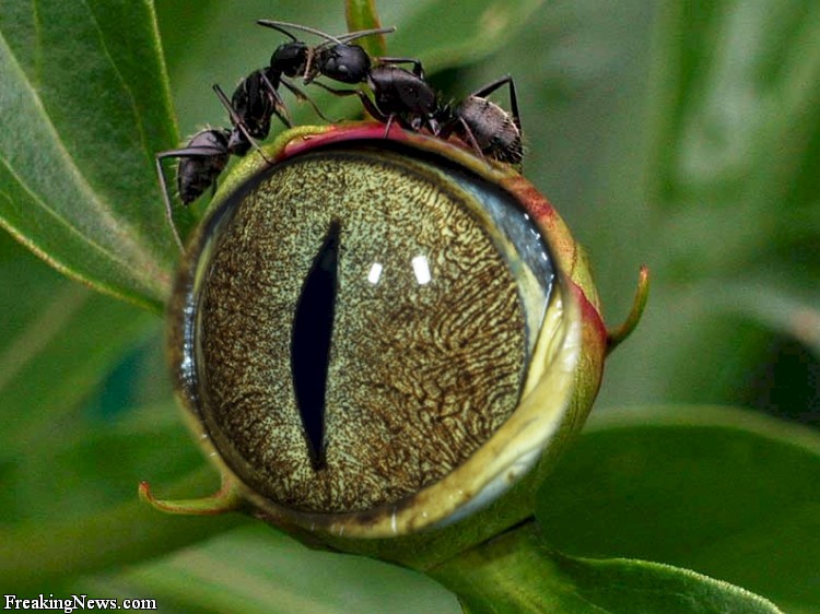 Odd-Plants-and-Flowers.jpg