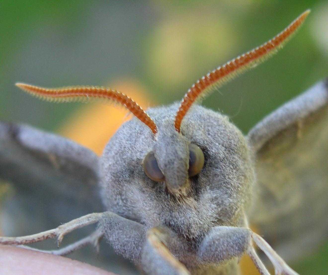 poplar_hawk_moth_head-shot_0.jpg