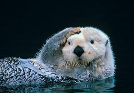 confused+otter.jpg