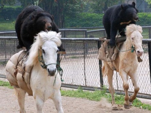 bears-on-horses-500x374.jpg