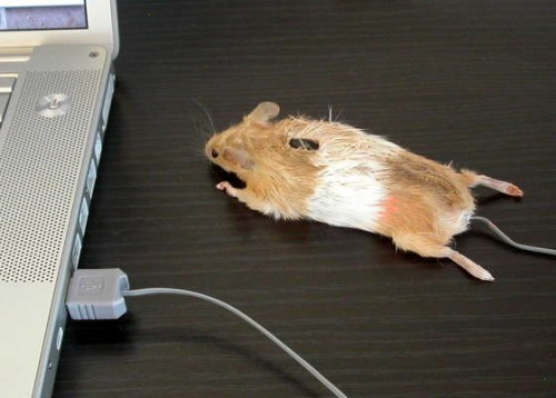 stuffed-mouse-mouse-500x358.jpg