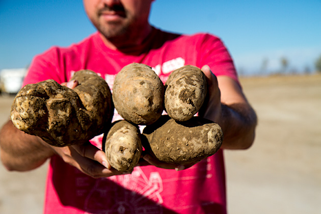 Potatoes-Idaho.jpg