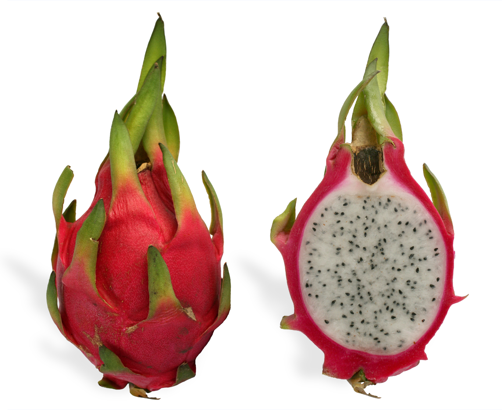 Pitaya_cross_section_ed2.jpg