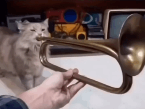 fHVTsC1C.gif