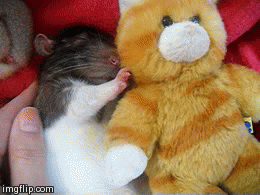 tumblr_mukn5xZ5Jr1s8mgkyo4_400.gif