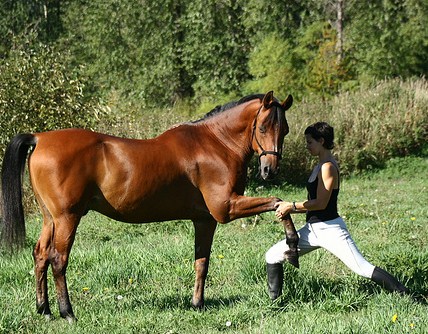 yoga-with-horses3.jpg