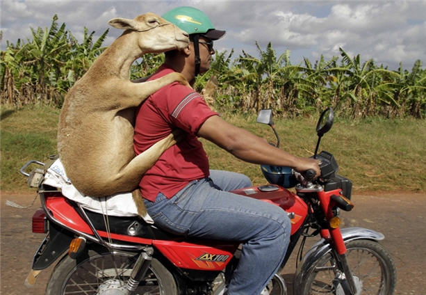 motorcyclelamb.jpg