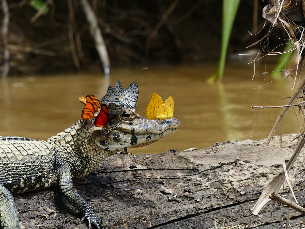 cowan-caiman.jpg