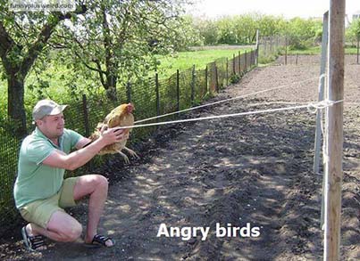 angy-birds.jpg