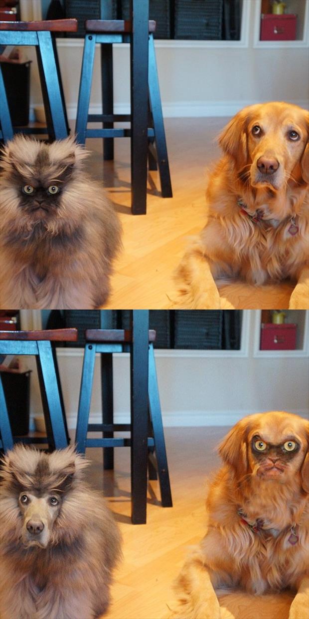 Funny-Animals-faceswap.jpg