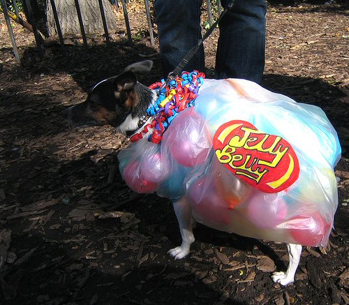 funny-dog-costume-jelly-belly.jpg