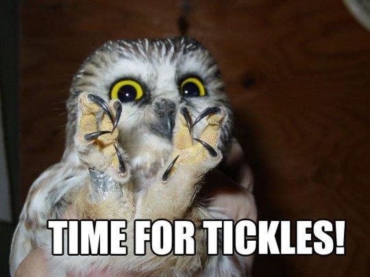 367ebfa7_funny-owl-tickles-talons-540x405.jpeg