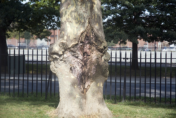 Vag_Tree1.jpg