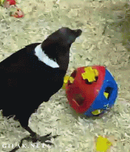 funny-gif-baby-toy-bird-smart.gif