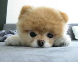 Worlds%2BCutes%2BDog.jpg