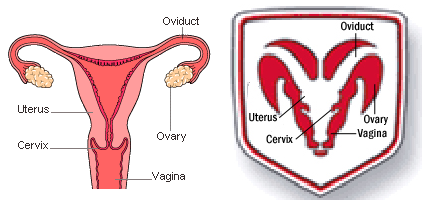 dodge-ram-uterus.png