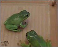 Surprise-frog-attack.gif