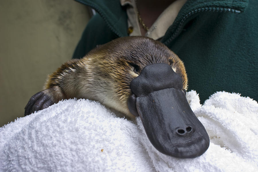 a-zookeeper-cradles-a-platypus-as-part-jason-edwards.jpg