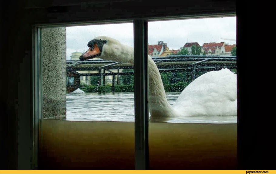 flood-swan-726273.jpeg