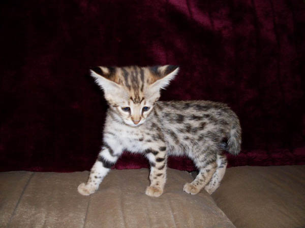 serval-kitten-2.jpg