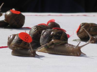 snails5a.jpg