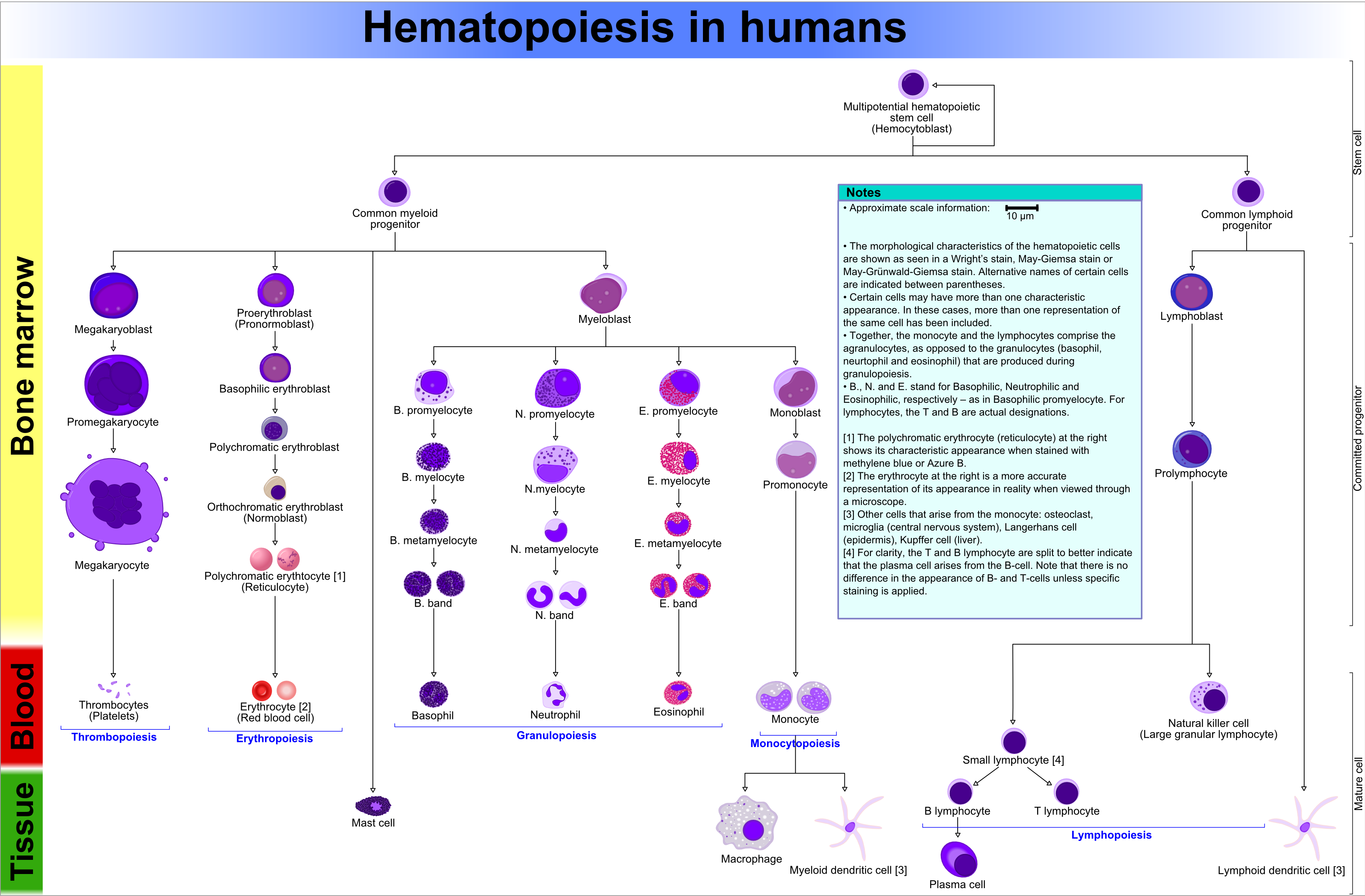 Hematopoiesis_%28human%29_diagram.png