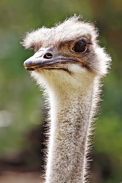 400px-Ostrich_-_melbourne_zoo.jpg