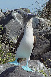 220px-Blue-footed_Booby_%28Sula_nebouxii%29_-one_leg_raised.jpg