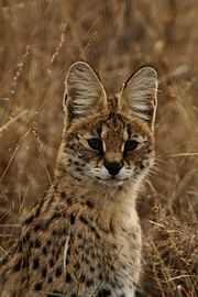 180px-Serval_portrait.jpg