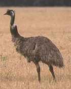 Emu(ST).jpg