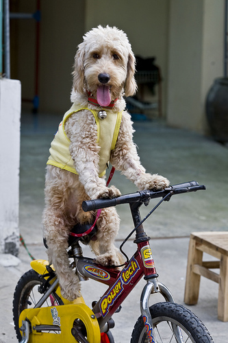 dog_on_bike_825.jpg