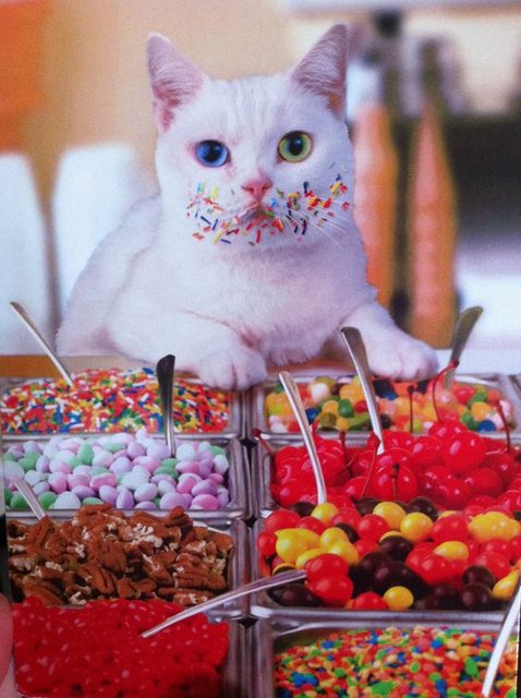 white-cat-with-cake-decoration-round-its-mouth-3597319521.jpg