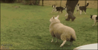 funny-gif-lamb-dog-jumping.gif