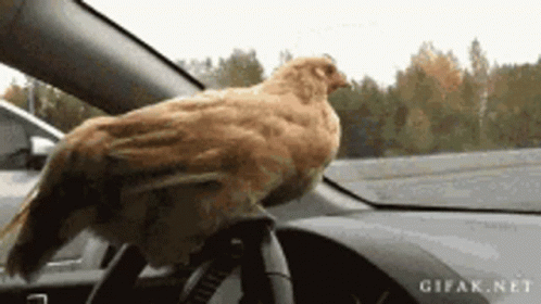 chicken-steering-wheel.gif