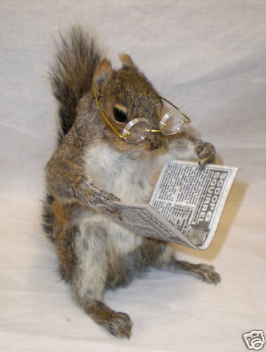squirrel-reading-book.jpg